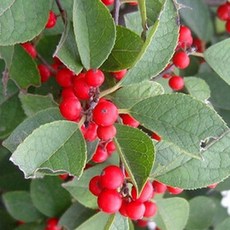 묘목/미국낙상홍 (H1.5m) 3주묶음 AW491