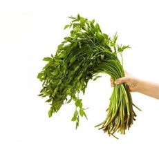청도 한재 미나리 제철 즙 마 일루 무침 전 요리, 당일수확 무농약 한재미나리, 1박스, 1kg