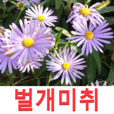 (성실D)야생화 벌개미취모종(포트) 15개