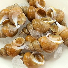[보섭이네푸드]싱싱바다궁 국내산 활 백고동 1kg(대 10~20미), 1개
