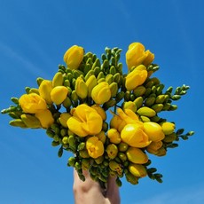 DAVAL 프리지아 생화 봄꽃 꽃다발, 50줄기, 한단