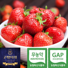 100%무농약 15brix고당도 아이간식 비타베리 딸기, 1개, 1kg(왕24과 내외)
