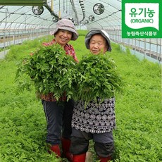 청주 유기농 미나리 500g 1kg 2kg 4kg (1월22일부터 발송)