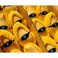 마하차녹망고-추천-상품