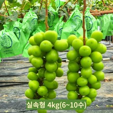 샤인머스캣 프리미엄 고당도 망고포도 수출용 가정용 2kg 4kg, 1개, 실속형 4kg(6~10수)