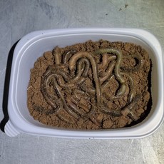 붕어 대물 낚시미끼 말지렁이 65마리, 청지렁이 50마리+5마리(여유분)