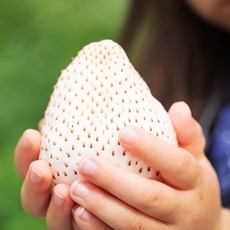 고당도딸기 신데렐라딸기 흰딸기 만년설딸기 농장직송, 1박스, 딸기 700g 내외 1 박스 (12~16구)