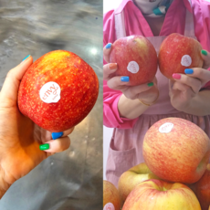 공동구매보다 싸요 예산엔비사과 명품1호 단단하고 수분이 많고 아삭 새콤달콤, 1박스, 명품2호10kg(37과 42과)