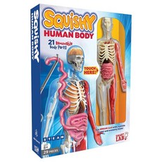 스마트랩 토이 스퀴시 신체 장기 인체모형 피규어 인체 관절 드로잉 구체관절 모형, 똑똑한 실험실 인간 장기 모형