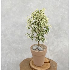 무늬 칼라 벤자민 스타라이트 고무나무 키우기 쉬운 멋스런 실내 화초 식물 카페 인테리어 공기정화, 17호 빈티지롱토분+받침+마감재+분갈이