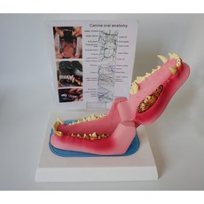 강아지 치아 모형 동물병원 해부학 수의학 구강 모델, C