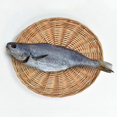 국내산 반건조 통 민어 3마리 (35~40cm) 대 제수용 통치 참민어 국산, 3개