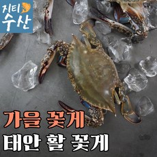 활꽃게1kg