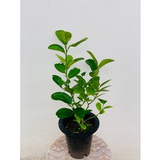 아이스블루네뷸라스노우썰매