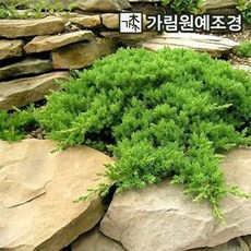 조경수묘목