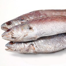 남해안 제철 민어 손질 1kg이상 민어지리 맑은탕 민어효능 생선구이 민어찜, 1개, 1kg 1미