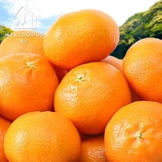 [웰굿] 제주직송 새콤달콤한 레드향 4.5kg(16-24과내외 중과), 없음, 1개