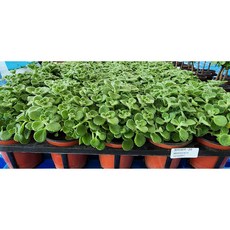 5개발송 묶음발송 장미허브 소품 10-25cm 99