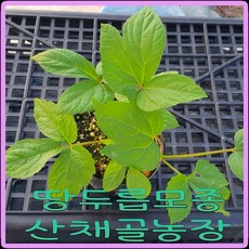 화천산약초 땅두릅 (독활) 개별컵포트모종, 20개