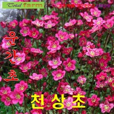 운간초