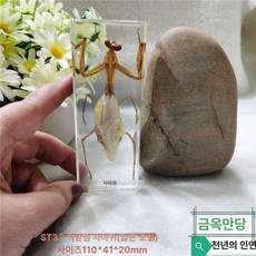 곤충 표본 타란튤라 버그 다양한 교육용 박제증, 1개, 밝은 노란색 얇은 사마귀2
