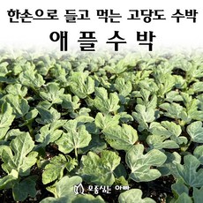 [모종심는아빠] 한손으로 들고 먹는 고당도 애플수박