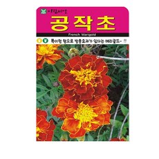 공작초