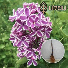 라일락향기코
