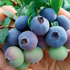 청도참살이농장