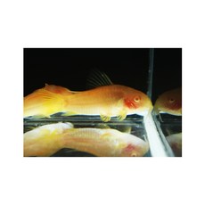 알비노 골든 스트라이프 코리도라스 1마리 3cm 내외