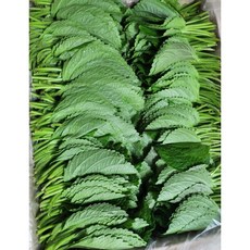 국내산 산지직송 당일선별 깻잎 찹찹이 밀양깻잎 찹찹이 깻잎, 1박스, 500g