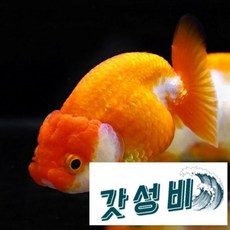 홍백난주(8cm)한 생물 안전한 포장 사착 보상