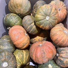 제철365 산지직송 제주 단호박 보우짱, 왕못난이 9kg, 1개
