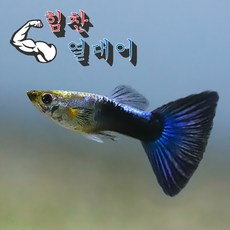 [힘찬]대용량핫팩 보온포장무료! 블루턱시도구피 [ 숫5 암5] 대용량 핫팩 보온포장무료!, 1개