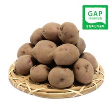 바른팜스 하동 속노란 자색유황감자 (소) 4.7kg 홍감자 서홍감자, 1박스, 5kg