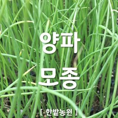 양파모종