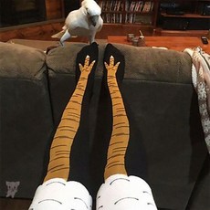 닭다리레깅스