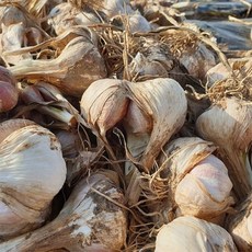 마늘한접가격-추천-상품