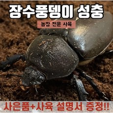 홍다리사슴벌레