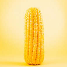 달콘초당옥수수