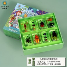 곤충표본 아크릴 곤충 투명보관 박제세트 학교 교육용, 보라