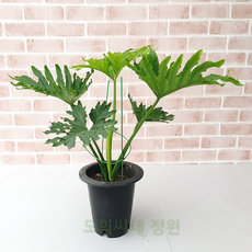 호프셀렘