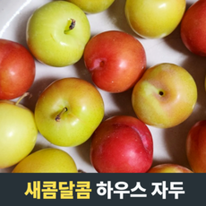 [농장직송] 새콤달콤 하우스자두 중과 대과 자두 하우스자두 햇자두 자두과일 과일자두 피자두 김천자두 생자두 제철과일자두 자드 신선자두 고당도브릭스 상큼한자두 부드러운과육 달콤한향기