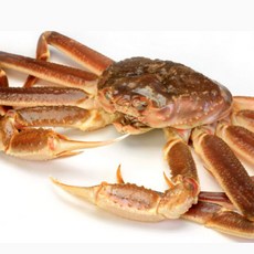 러시아대게1.8kg