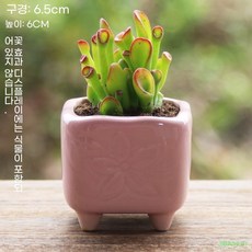 JIBAIHUO 12종 다육 미니 도자기 화분 개성 아이디어 화분 다육 소분, A03号, 口径5.5-6cm高5.5-7cm, A03호