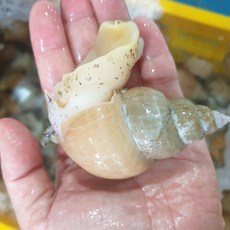 [산지직송] 동해안 포항 자연산 백골뱅이, 1개, 대1kg(15~25마리)