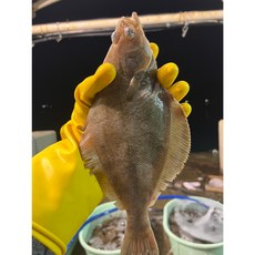 손질 봄도다리 1.2kg 산지직송 최상급 자연산 봄 도다리 쑥국 밀키트, 도다리단품(대사이즈, 1-3미), 1개, 작업후 620~650g 내외