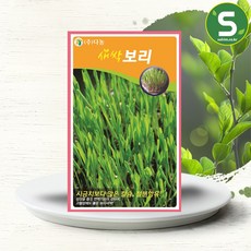 솔림텃밭몰 새싹보리씨앗 30g 새싹보리 새싹채소씨앗, 1개