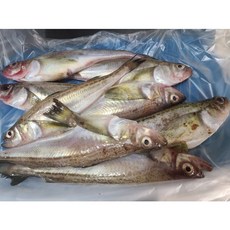 동해안 제철 알도루묵 급냉 알배기 1팩, 1박스, 5~7미 내외