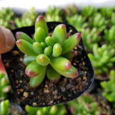 [해뜰다육] 루비틴트(소) 다육식물 선인장